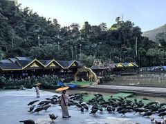 -西双版纳原始森林公园