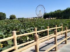 -白洋淀景区