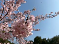 -顾村公园