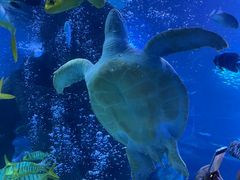 -太平洋海底世界