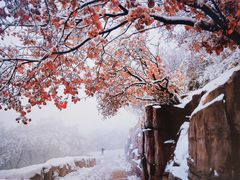 -北京西山国家森林公园