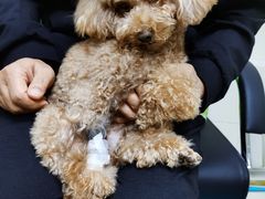 -爱侣·安琦尔宠物医院·中兽医针灸·心内科·狂犬免疫点(宝山区院)