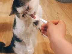 -Cappucimeow猫咪咖啡馆(韦伯时代店)