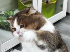 -青奢宠物·青奢猫舍