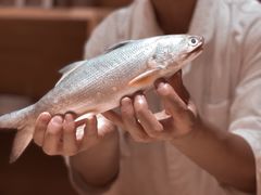 -镹·鱼料理  国产鱼使用店