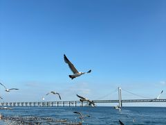 -星海湾跨海大桥