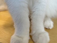 -有喵·猫咖·狗咖·30几只猫10只小狗(岗厦店)