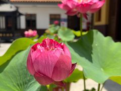 -龙音寺