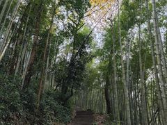 -云栖竹径