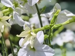 -东方体育中心(地铁站)