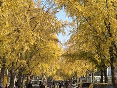 -三里屯东五街银杏大道