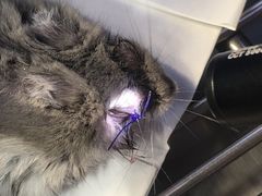 -喜多萌中农锦绣动物医院24H·猫科·牙科MRI·CT