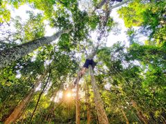 -西双版纳原始森林公园