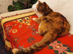 -Sirena海妖日咖夜酒