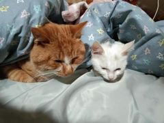 -芭比堂动物医院·犬猫全科·异宠专科(雁塔分院)