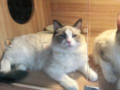 -喵百万·布偶·蓝金金渐层英短·猫舍(百子湾店)