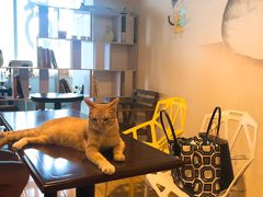 -Cappucimeow猫咪咖啡馆(韦伯时代店)