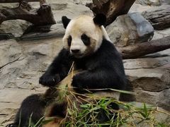 -广州长隆野生动物世界