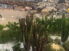 -广东惠东海龟国家级自然保护区