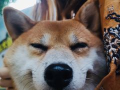 -柴犬高等学院·狗咖·柴犬售卖·宠物训练