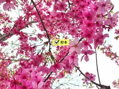 -武汉大学-樱园