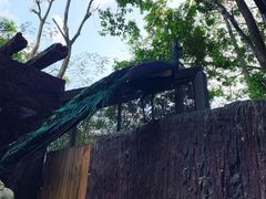 -清迈夜间动物园