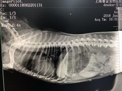 -睿金宠物医院·CT·肿瘤·骨外科
