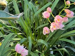 -国家植物园南园