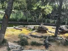 -石家庄市动物园