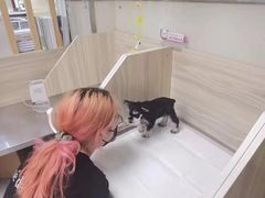 -纳吉亚猫专科动物医院(康都外科中心)