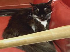 -猫色咖啡·猫咖