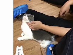 -李小姐の猫咖啡馆(五角场店)