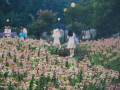 -荷兰花海