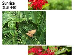 -深圳国际园林花卉博览园