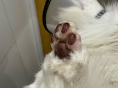 -顺强宠物诊所·狂犬免疫·夜诊·骨科(嘉定店)