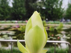 -莲花池公园