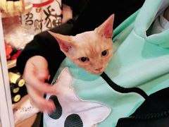 -十年猫舍·猫咪专门店(普陀店)