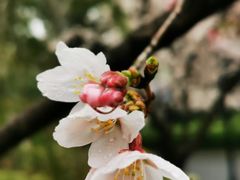 -高东镇樱花园
