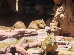-长鹿旅游休博园