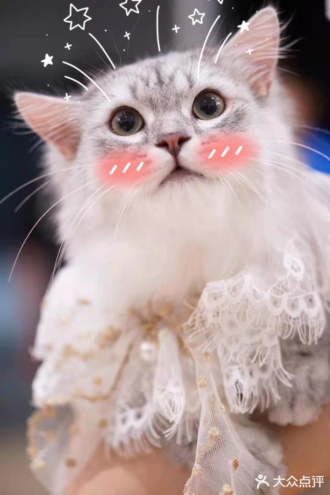 专业洗护，猫咪乖乖不乱叫[调皮]