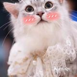 专业洗护，猫咪乖乖不乱叫[调皮]