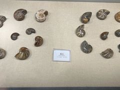 -辽宁古生物博物馆