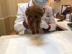 -宠爱国际动物医院·消化内科·心肾内科·ISFM猫友好(望京店)