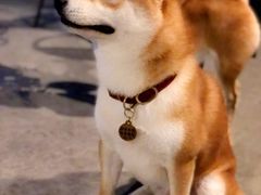 -柴犬高等学院·狗咖·柴犬售卖·宠物训练