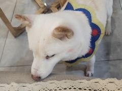 -柴犬小屋·柴餐厅·狗咖食堂(金鼎广场店)