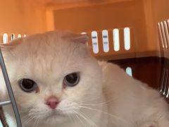 -纳吉亚猫专科动物医院·北北分院