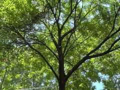 -嵩祝寺及智珠寺