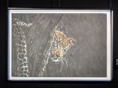 -罗红摄影艺术馆