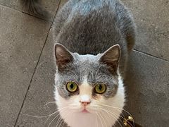 -飞行喵MR PILOT|猫舍·猫咖(静安大融城店)