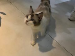 -猫色咖啡·猫咖